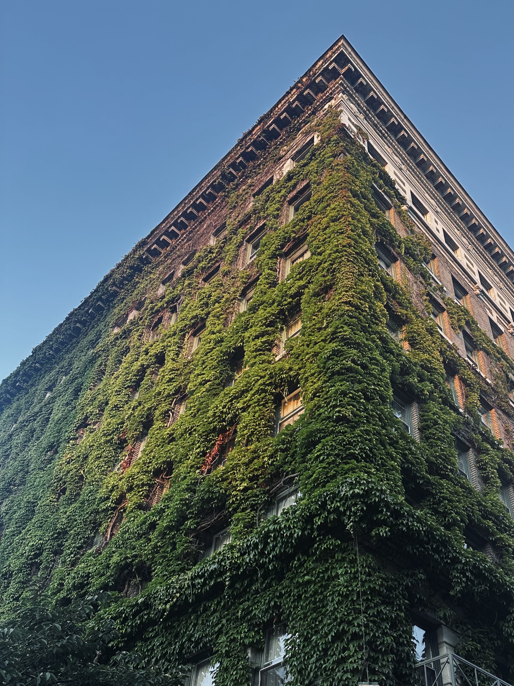 Ivy Building